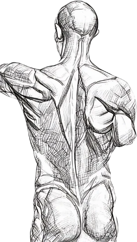 Pencil study of the muscles of the back, the drawing from the Exfortis Exercise Physiology logo